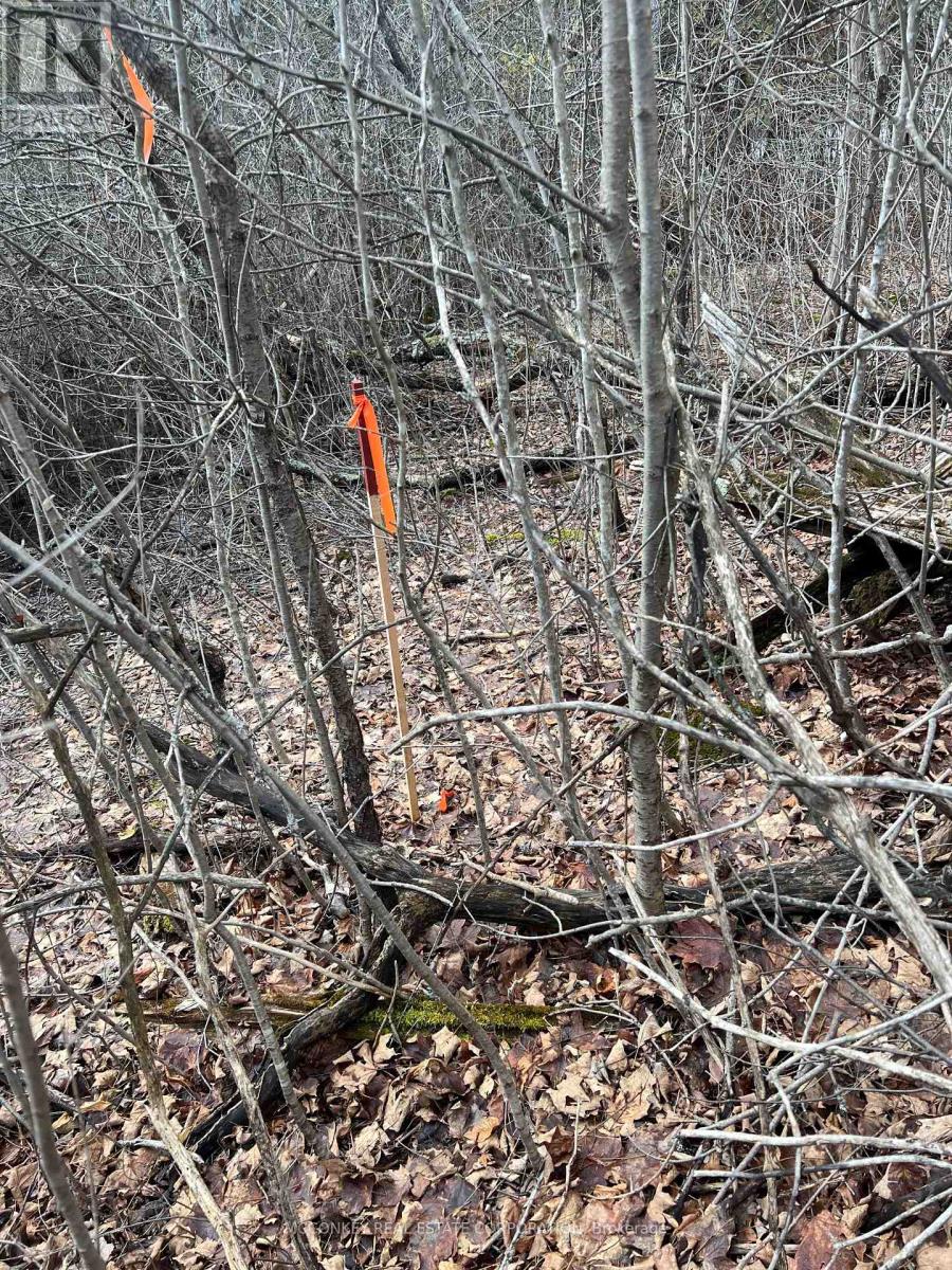 00 N. Dummer 7th Line Road, Douro-Dummer, Ontario K0L 2H0 - Photo 14 - X12976864