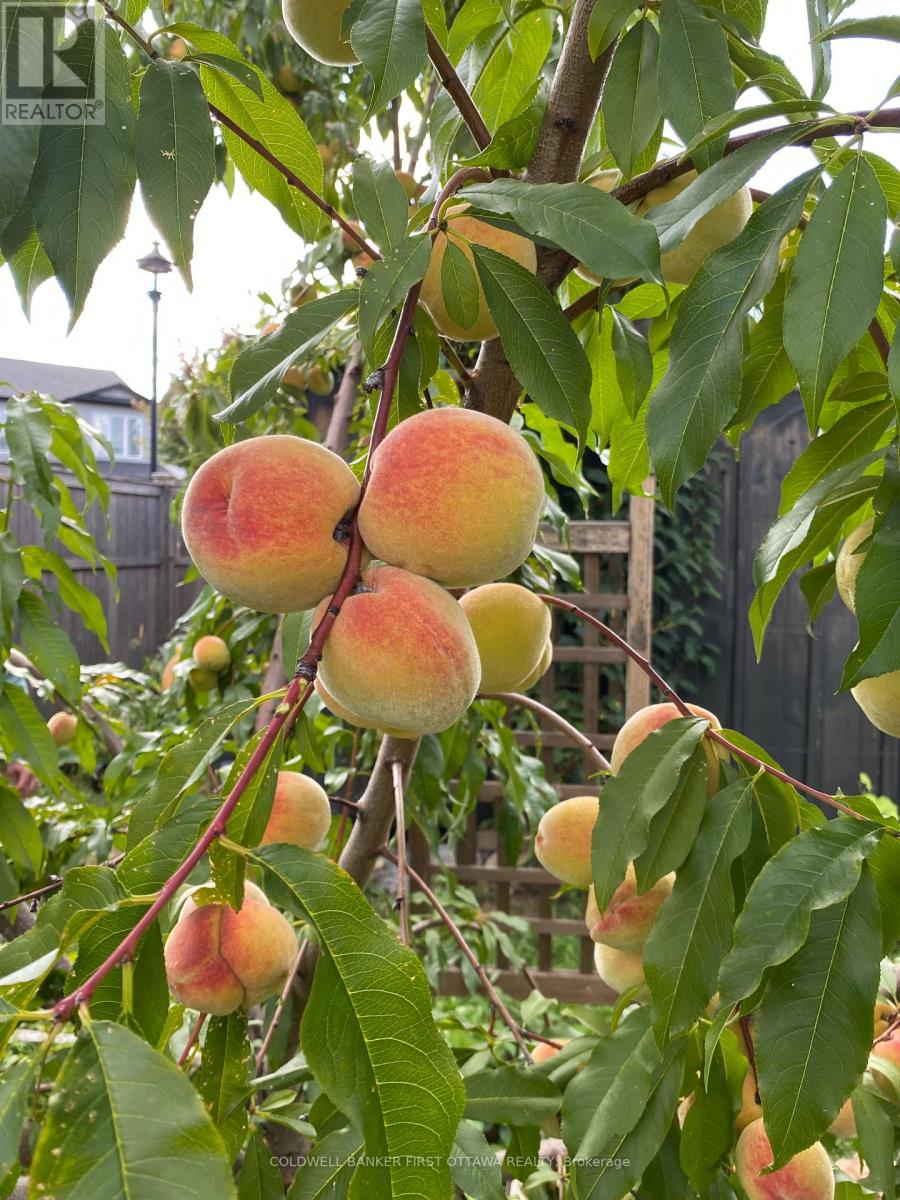 92 Morris Street E, Carleton Place, Ontario  K7C 0H1 - Photo 39 - X12977806