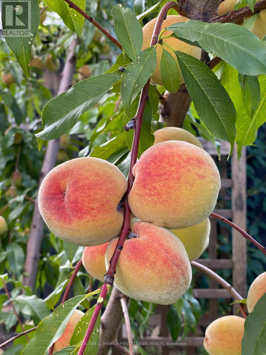 92 Morris Street E, Carleton Place, Ontario  K7C 0H1 - Photo 40 - X12977806