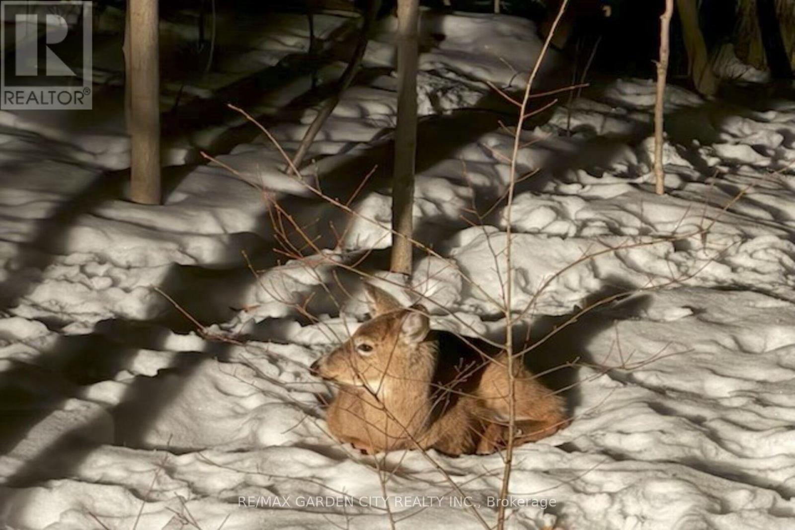 51 Park Road S, Grimsby, Ontario  L3M 4E7 - Photo 46 - X12979758