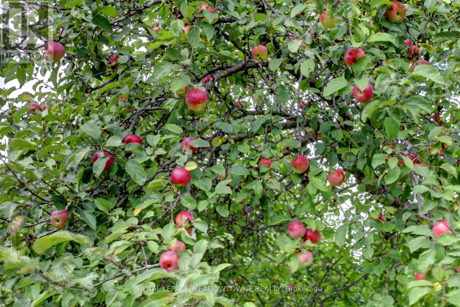 6824 10th Line, New Tecumseth, Ontario  L0G 1A0 - Photo 29 - N12685204