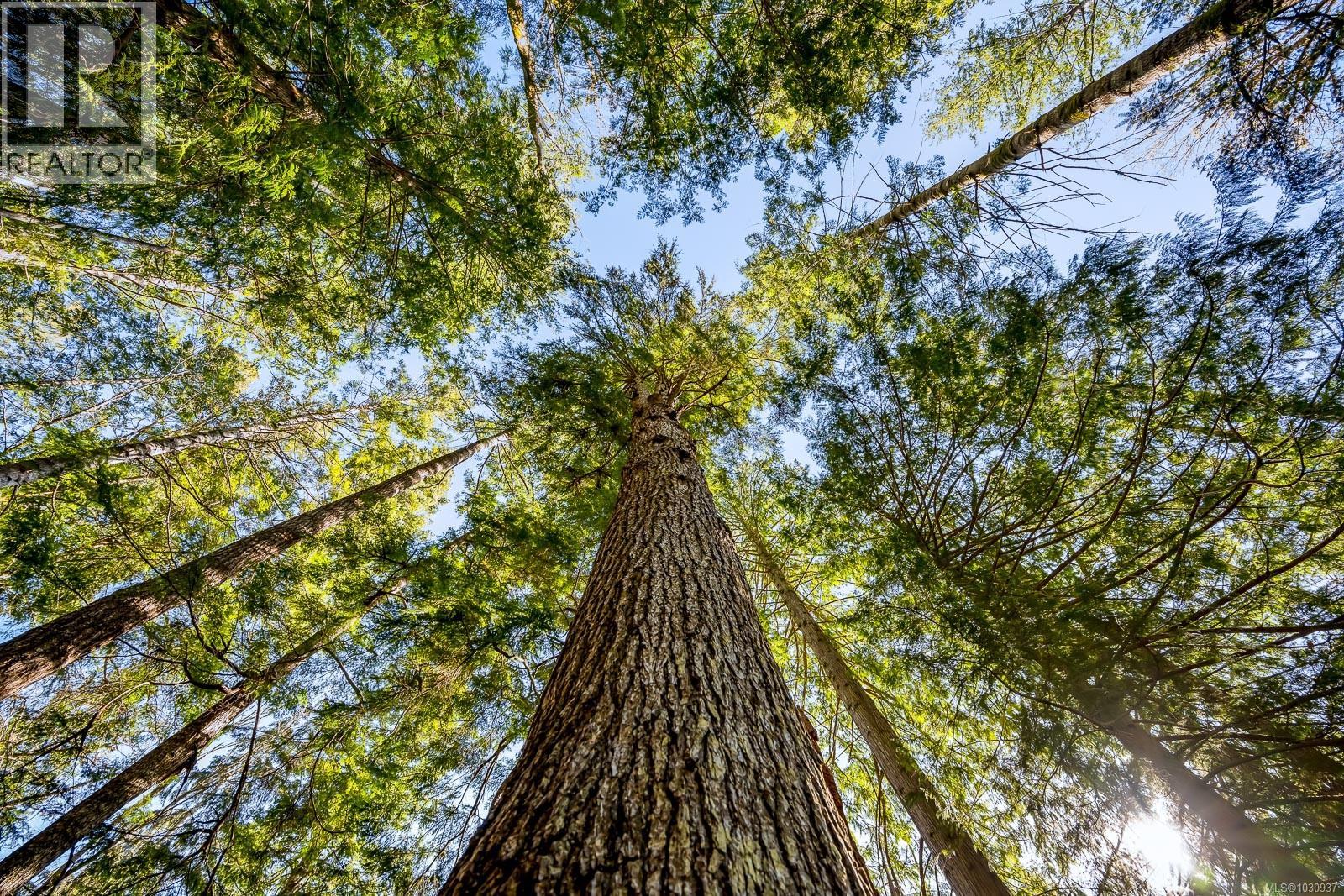 421 Whaletown Rd, Cortes Island, British Columbia  V0P 1Z0 - Photo 38 - 1030937