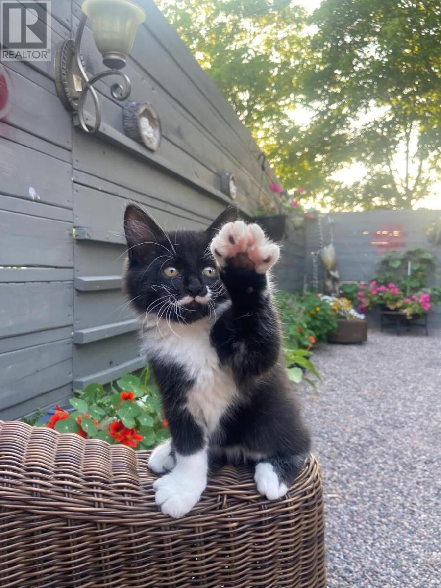 178 Wellington St E, Sault Ste. Marie, Ontario P6A 2L5 - Photo 8 - SM260636