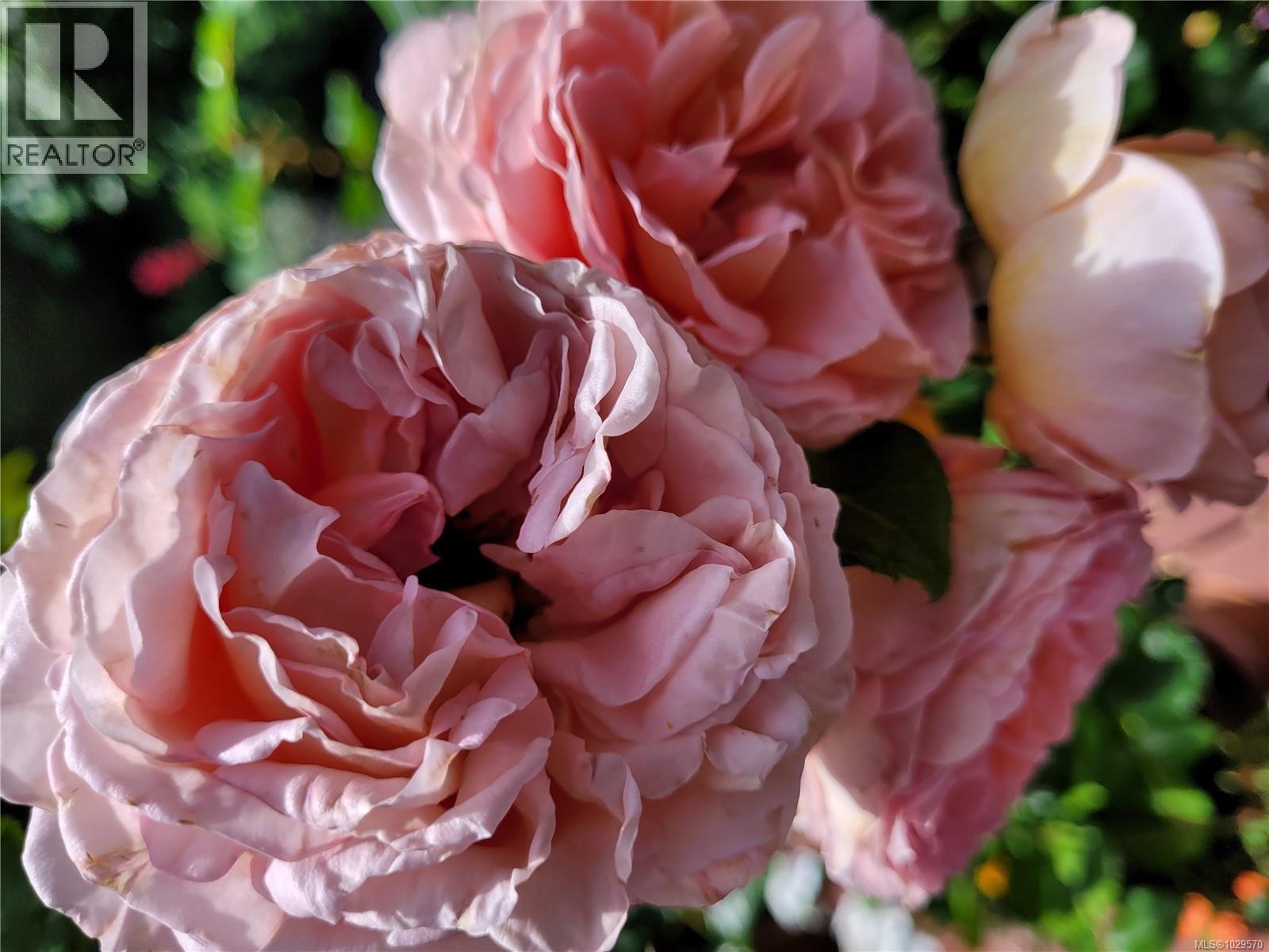 2060 Bel Oak Dr, Nanoose Bay, British Columbia  V9P 9E9 - Photo 39 - 1029570