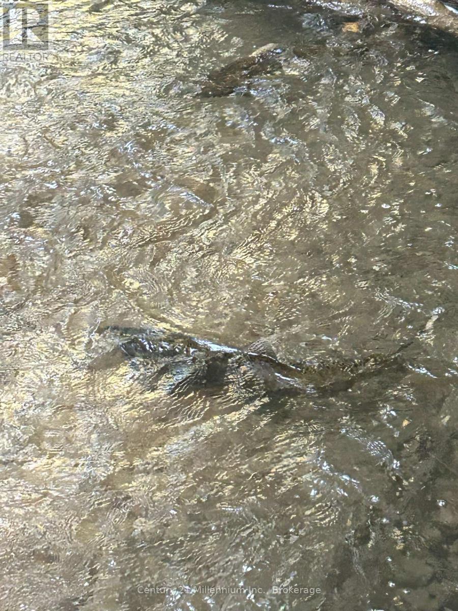 640 Mountain Road, Collingwood, Ontario  L9Y 5G3 - Photo 10 - S12983342