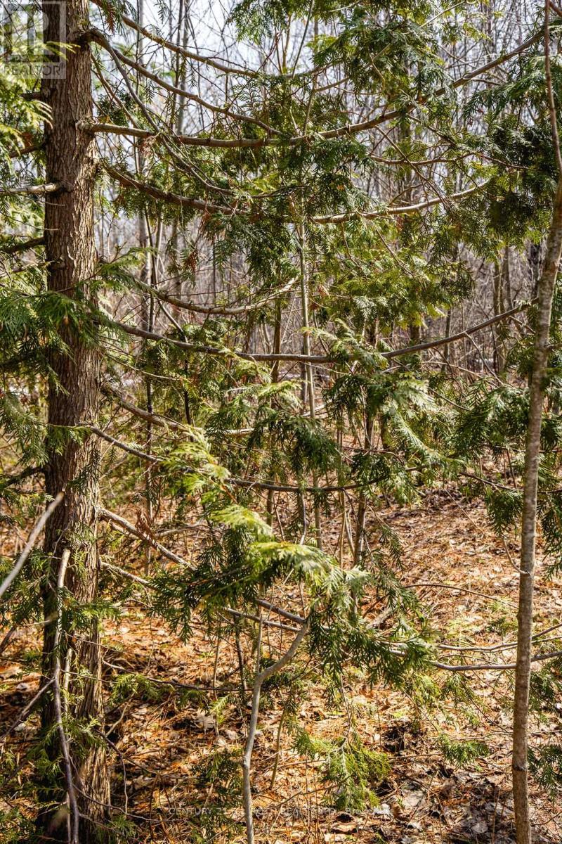 37 Todd Lane, Tay, Ontario  L0K 2A0 - Photo 19 - S12984694