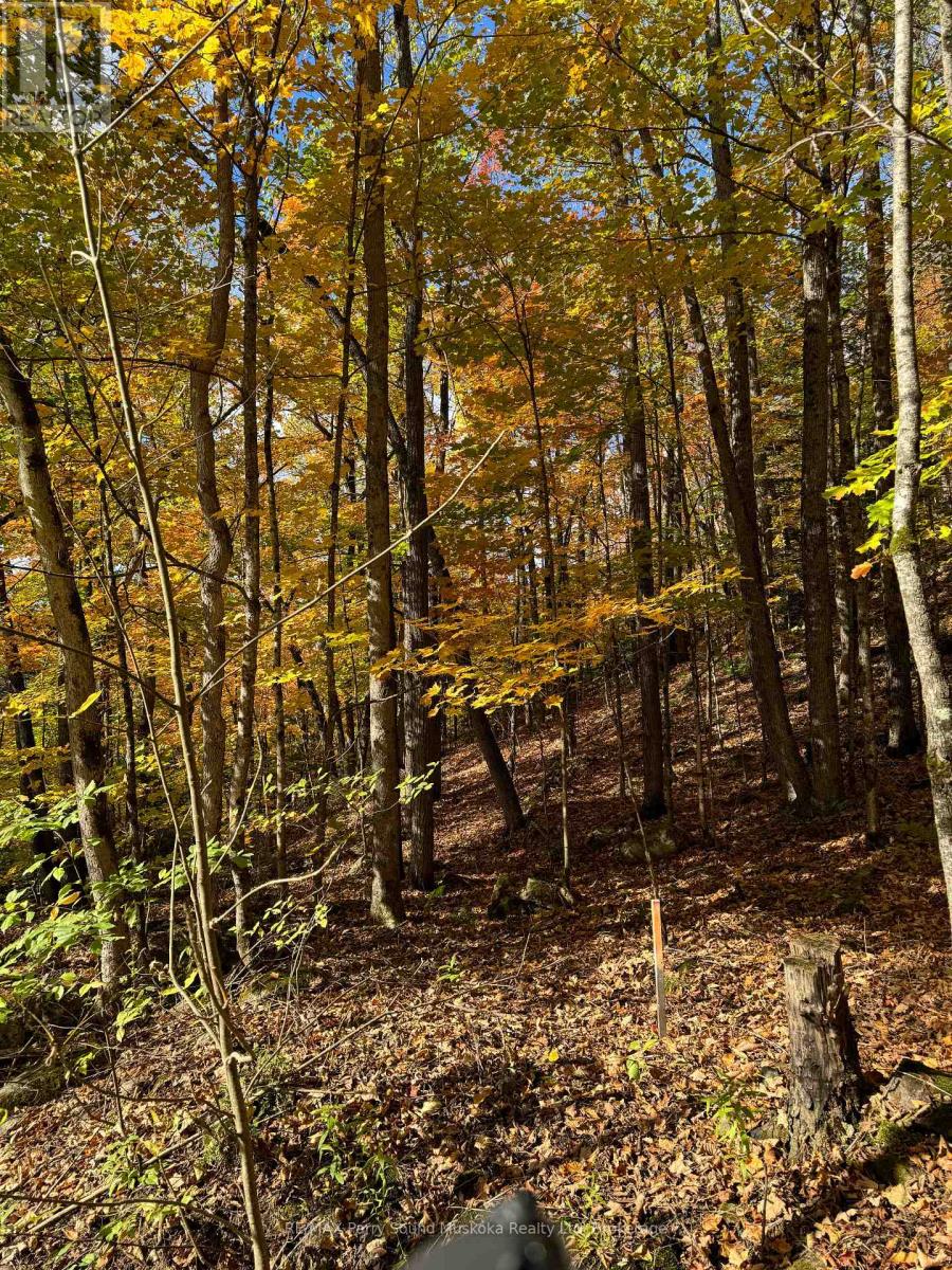 353c Balsam Creek Road, Parry Sound Remote Area, Ontario  P0H 1S0 - Photo 10 - X12987990