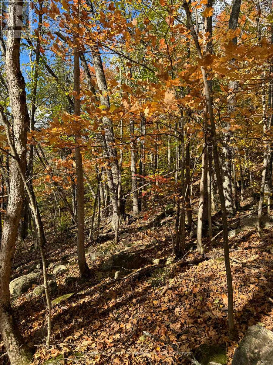 353c Balsam Creek Road, Parry Sound Remote Area, Ontario  P0H 1S0 - Photo 11 - X12987990