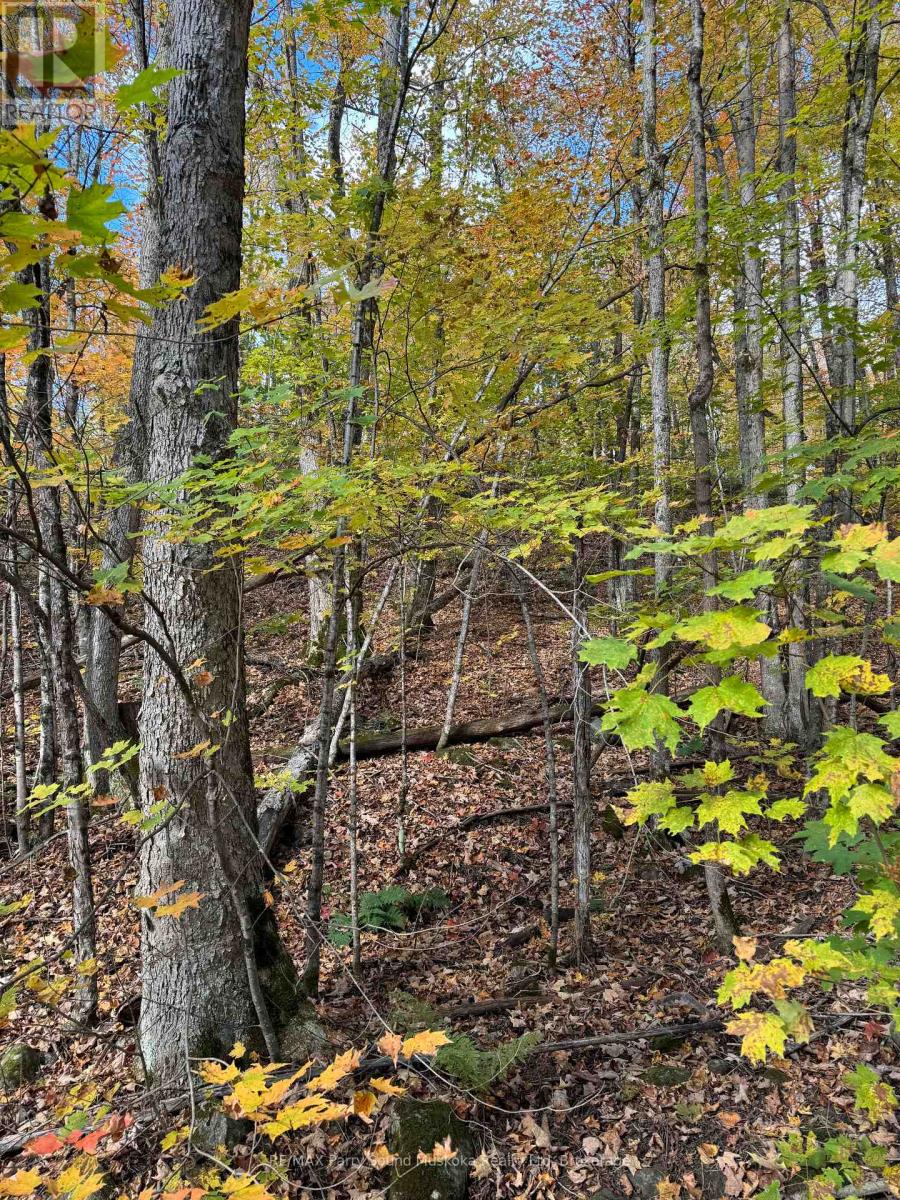 353c Balsam Creek Road, Parry Sound Remote Area, Ontario  P0H 1S0 - Photo 8 - X12987990