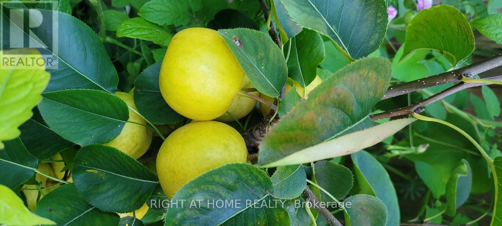 75 Hartwell Road, Halton Hills, Ontario  L7G 0H8 - Photo 22 - W12988880