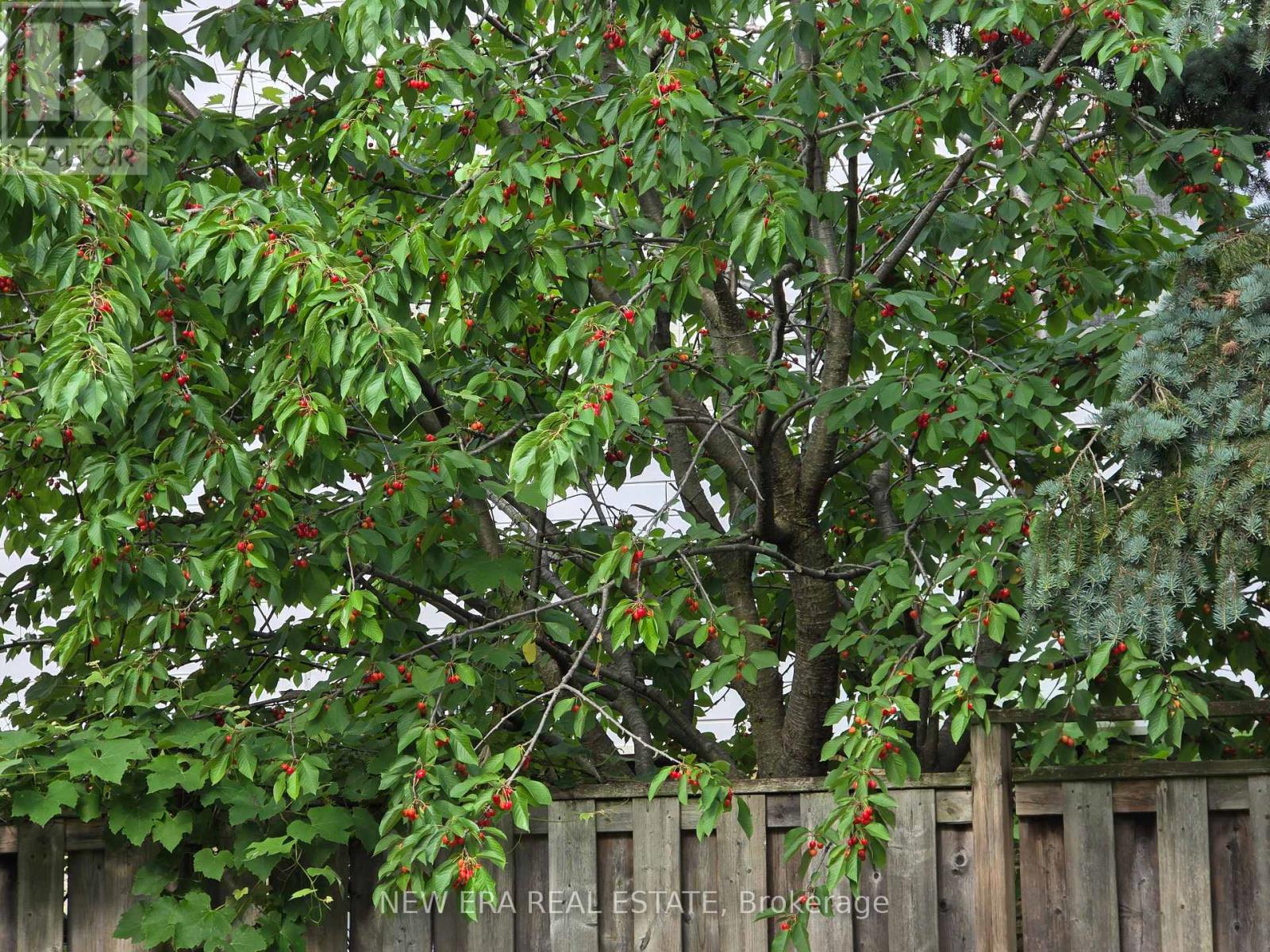 55 - 6540 Falconer Drive, Mississauga, Ontario  L5N 1M1 - Photo 43 - W12990088