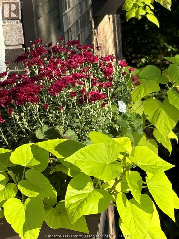 95 Lapointe Street, Lakeshore, Ontario N8M 2X4 - Photo 43 - 26007919