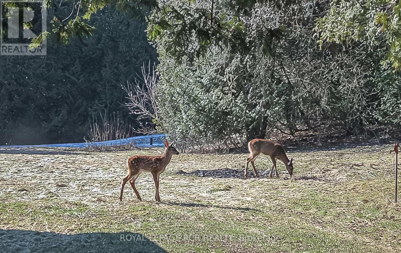 2653 Herald Road, East Gwillimbury, Ontario  L0G 1V0 - Photo 11 - N12997016