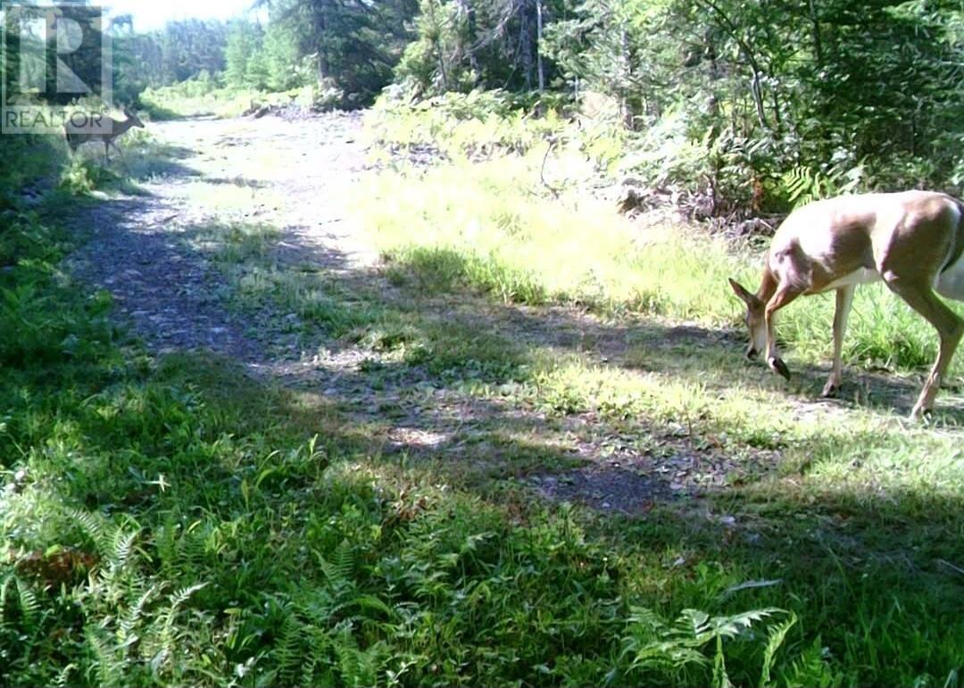 0 Goose Harbour Road, Goose Harbour Lake, Nova Scotia  B0E 2G0 - Photo 9 - 202607246