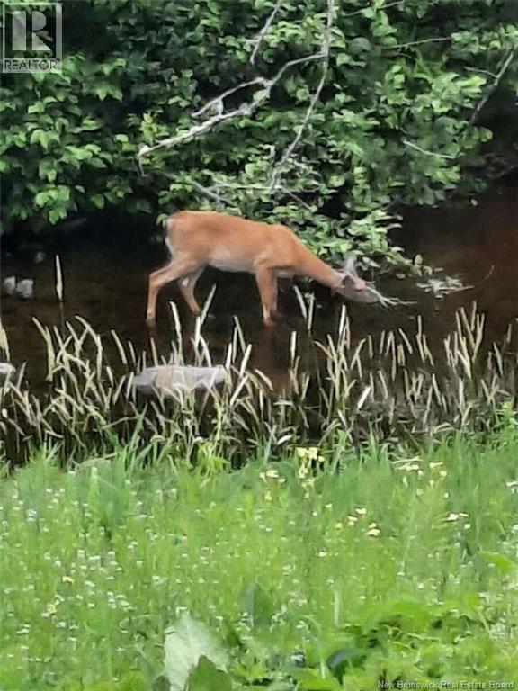 57 Phillips Road, Charters Settlement, New Brunswick  E3C 1T7 - Photo 42 - NB135288