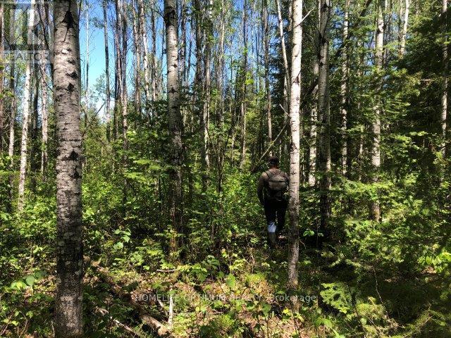 38.24 Acres In Ogden Township Pcl 24640, Timmins, Ontario  P4N 7C2 - Photo 6 - T12647486