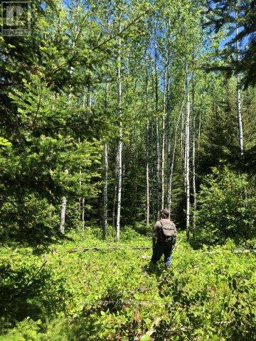 38.24 Acres In Ogden Township - Pcl 24640, Timmins, Ontario  P4N 7C2 - Photo 9 - T12647496