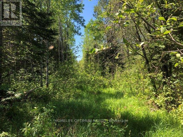38.24 Acres In Ogden Township - Pcl 24640, Timmins, Ontario  P4N 7C2 - Photo 6 - T12647496