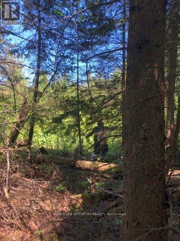 38.24 Acres In Ogden Township Pcl 24640, Timmins, Ontario  P4N 7C2 - Photo 7 - T12647486