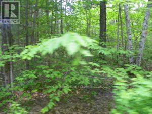 50 Acres In Muskoka North Of Bala Pcl 31045, Muskoka Lakes, Ontario  P0C 1A0 - Photo 6 - X12659084