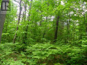50 Acres In Muskoka North Of Bala Pcl 31045, Muskoka Lakes, Ontario  P0C 1A0 - Photo 4 - X12659084