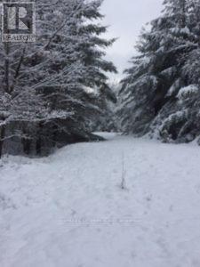 50 Acres In Muskoka North Of Bala Pcl 31045, Muskoka Lakes, Ontario  P0C 1A0 - Photo 25 - X12659084