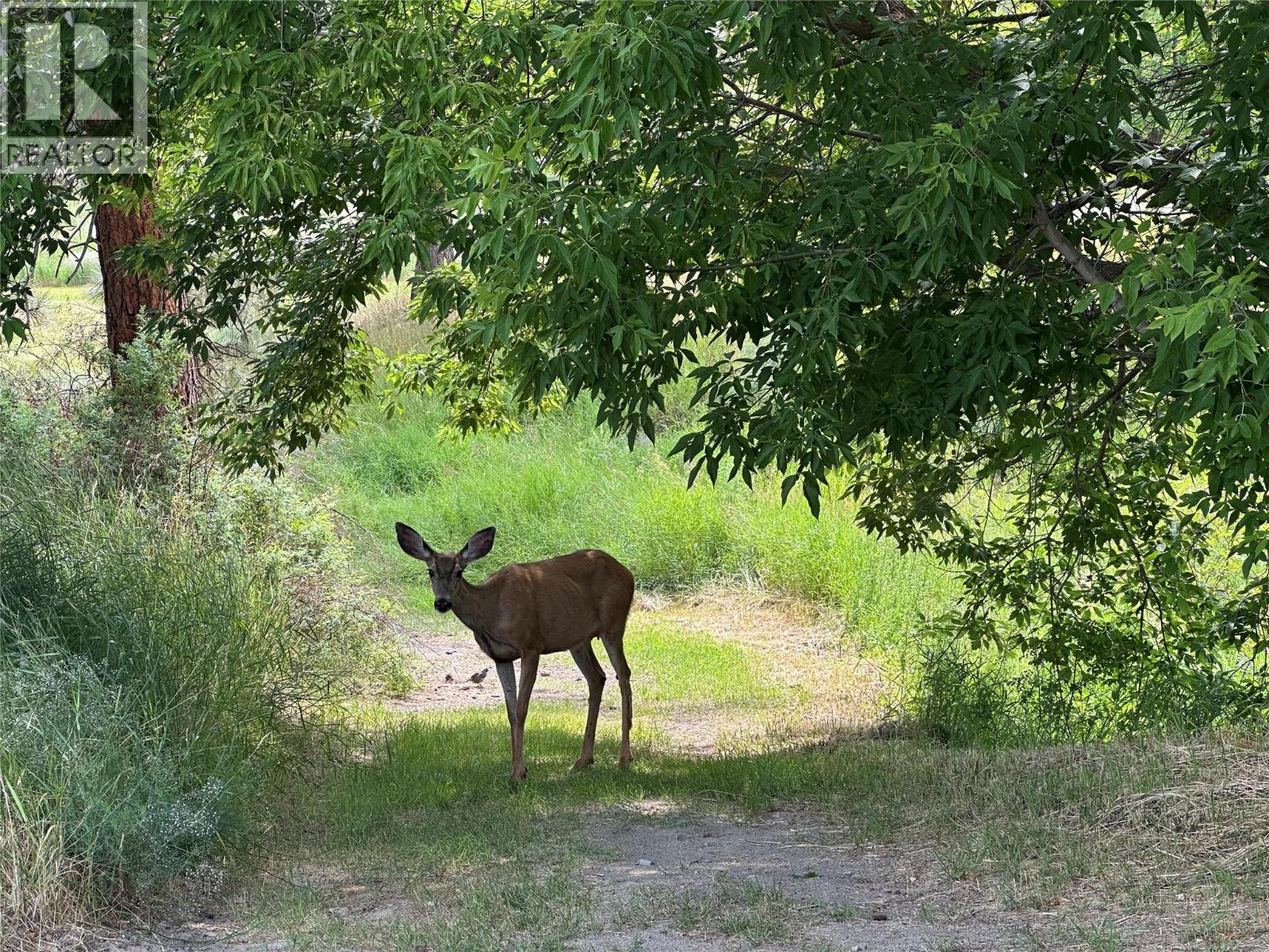1348 Cedar Street, Okanagan Falls, British Columbia  V0H 1R0 - Photo 12 - 10354184