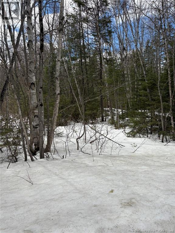 3.7 Acres Route 435, Maple Glen, New Brunswick  E1V 4X5 - Photo 5 - NB135057