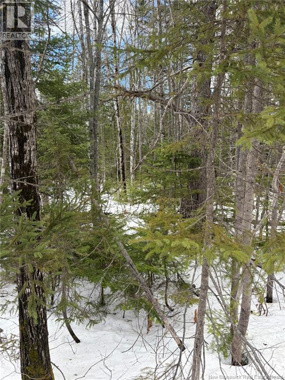 3.7 Acres Route 435, Maple Glen, New Brunswick  E1V 4X5 - Photo 7 - NB135057
