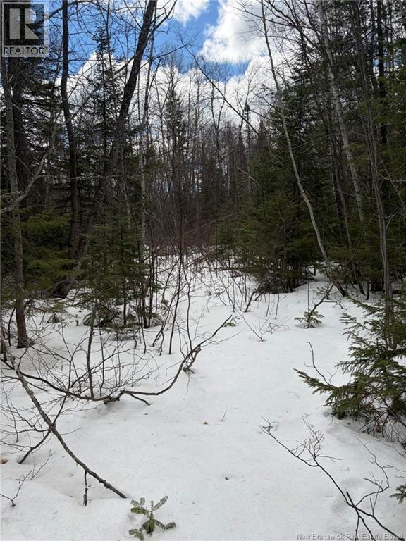 3.7 Acres Route 435, Maple Glen, New Brunswick  E1V 4X5 - Photo 6 - NB135057