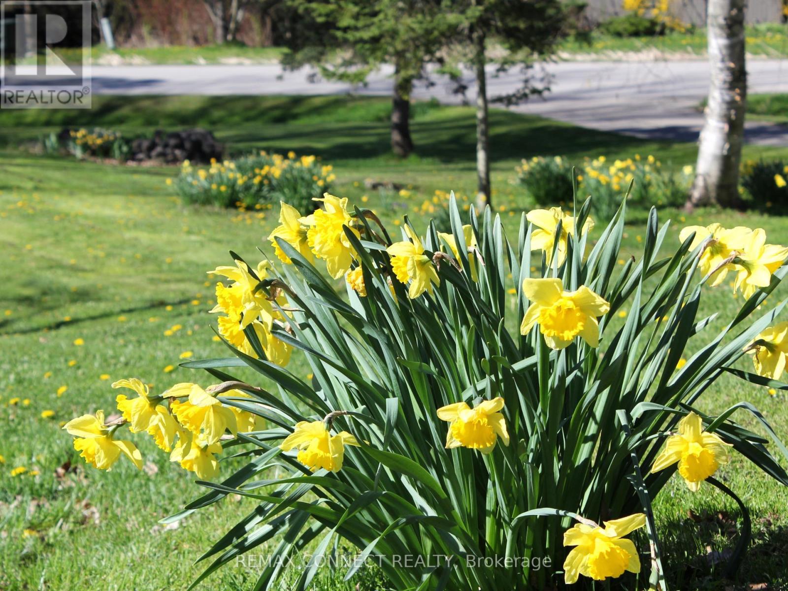 11215 Amos Drive, Milton, Ontario  L0P 1B0 - Photo 5 - W12782348