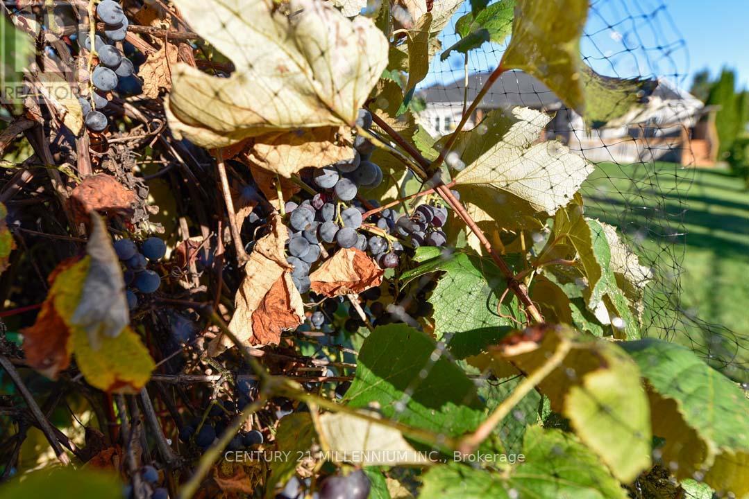 8 Castlewood Court, Caledon, Ontario  L7K 0C1 - Photo 48 - W12864650