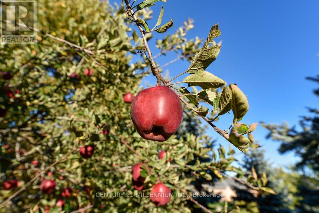 8 Castlewood Court, Caledon, Ontario  L7K 0C1 - Photo 45 - W12864650
