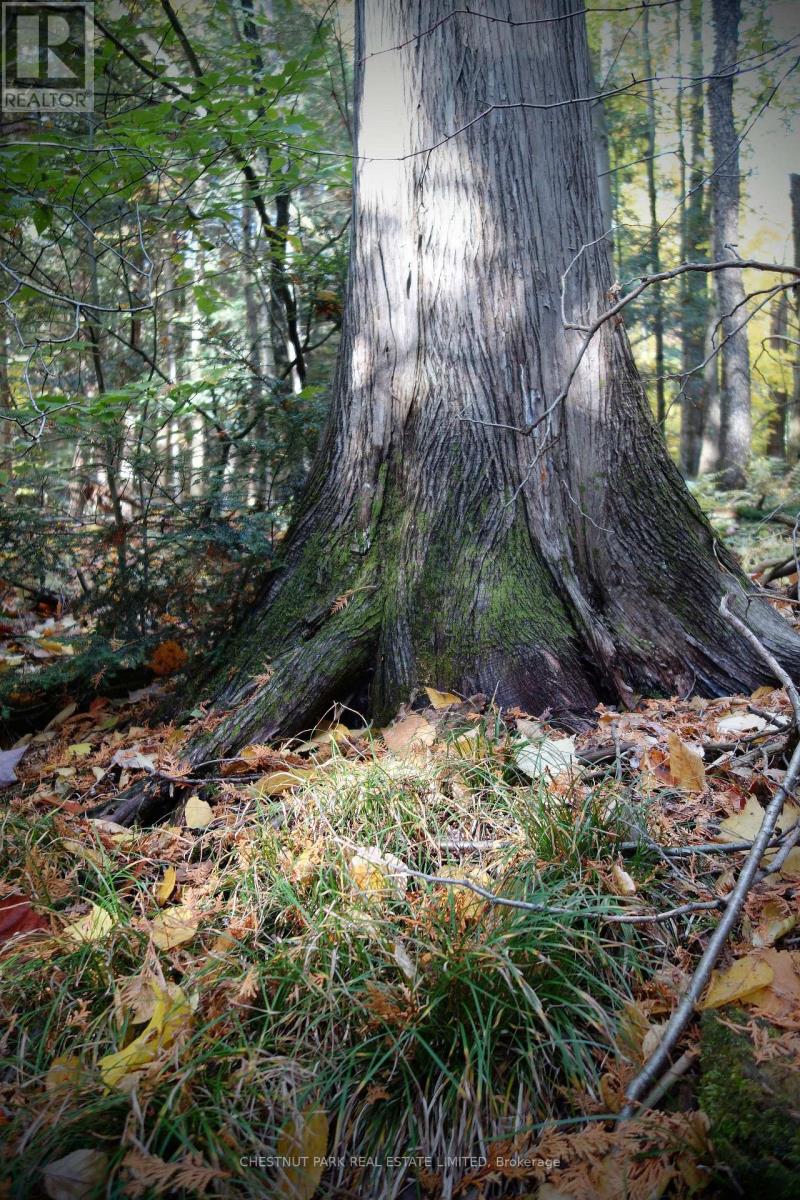 000 Crossen Road, Hamilton Township, Ontario  K9A 4J9 - Photo 39 - X13007426