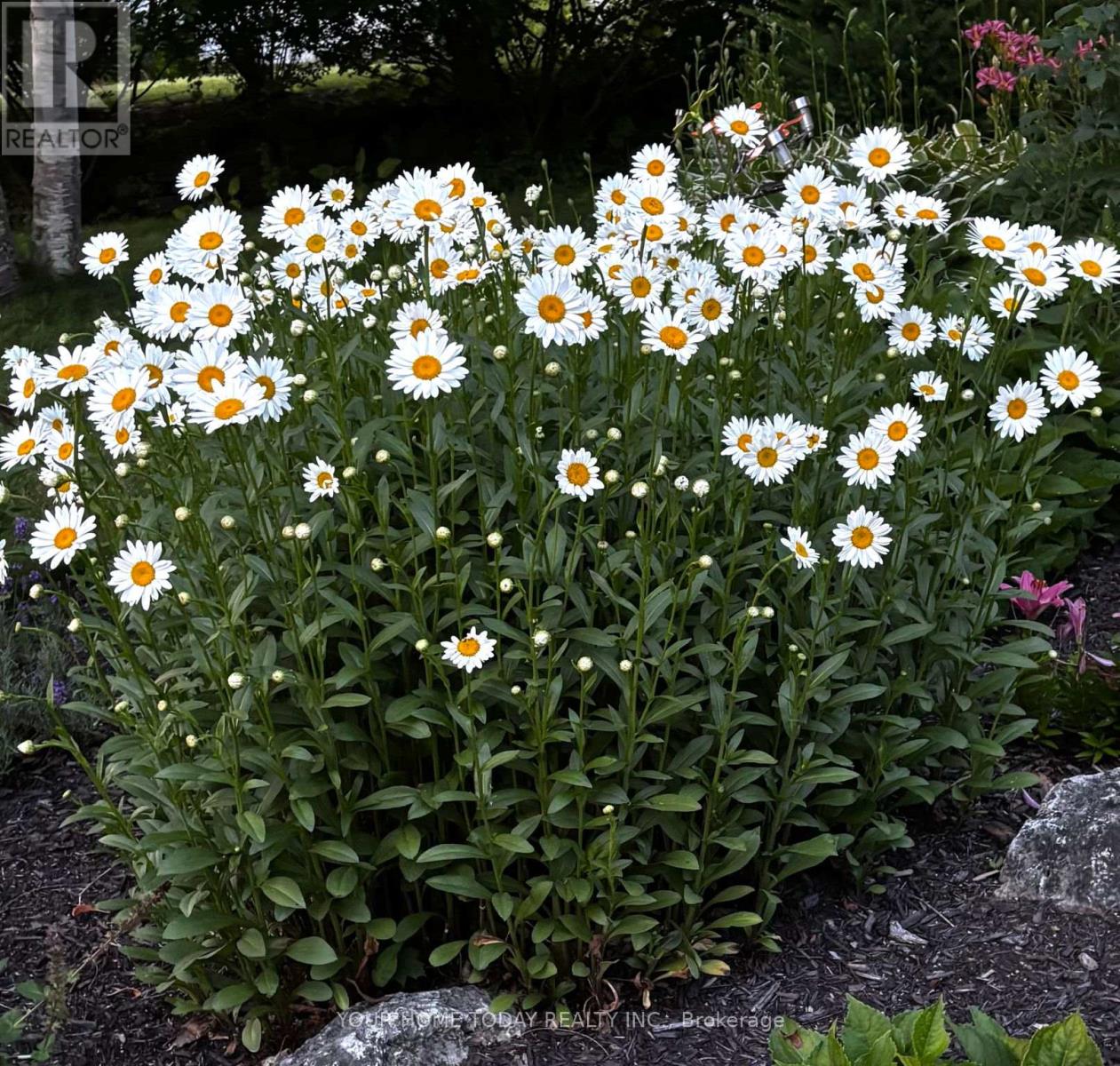 36 Queen Street, Halton Hills, Ontario  L7G 2E6 - Photo 34 - W13008614