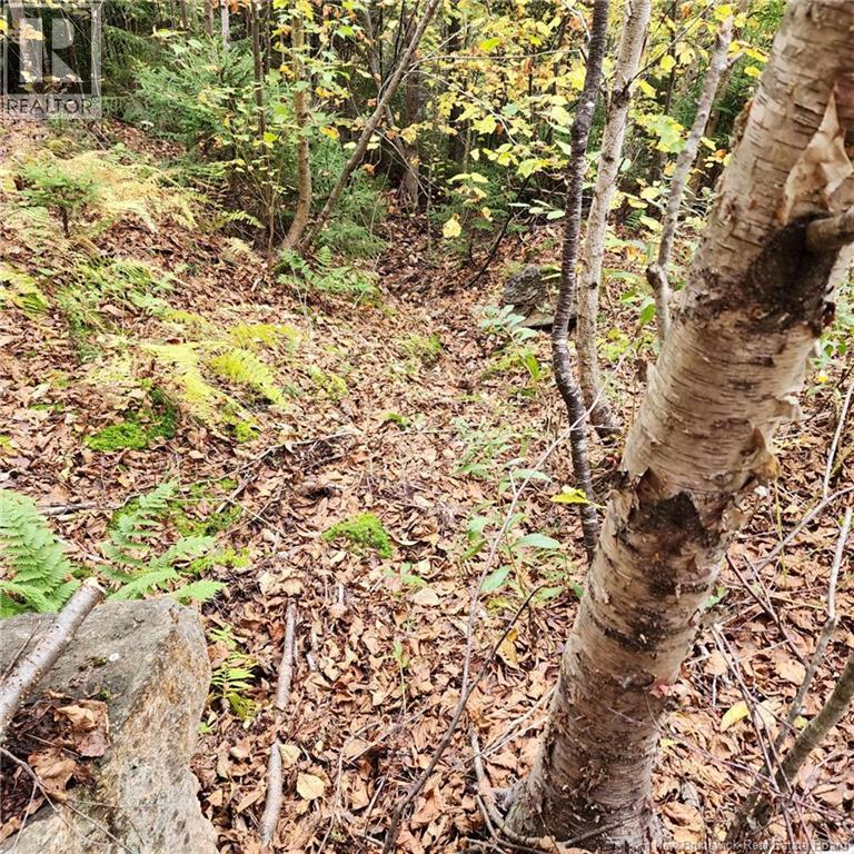 1431 845 Route, Clifton Royal, New Brunswick  E2S 2G4 - Photo 8 - NB111607