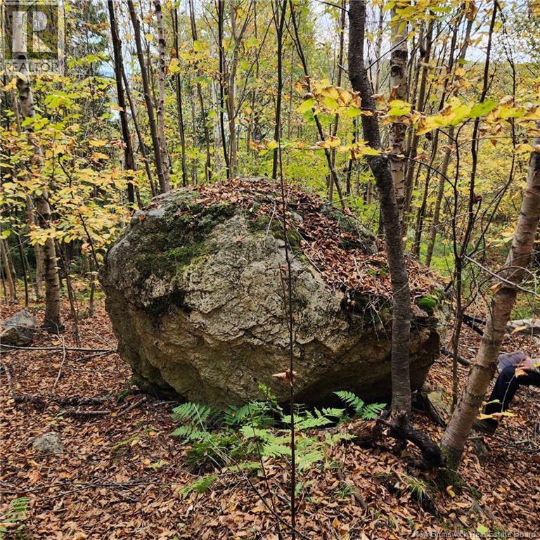 1431 845 Route, Clifton Royal, New Brunswick  E2S 2G4 - Photo 9 - NB111607