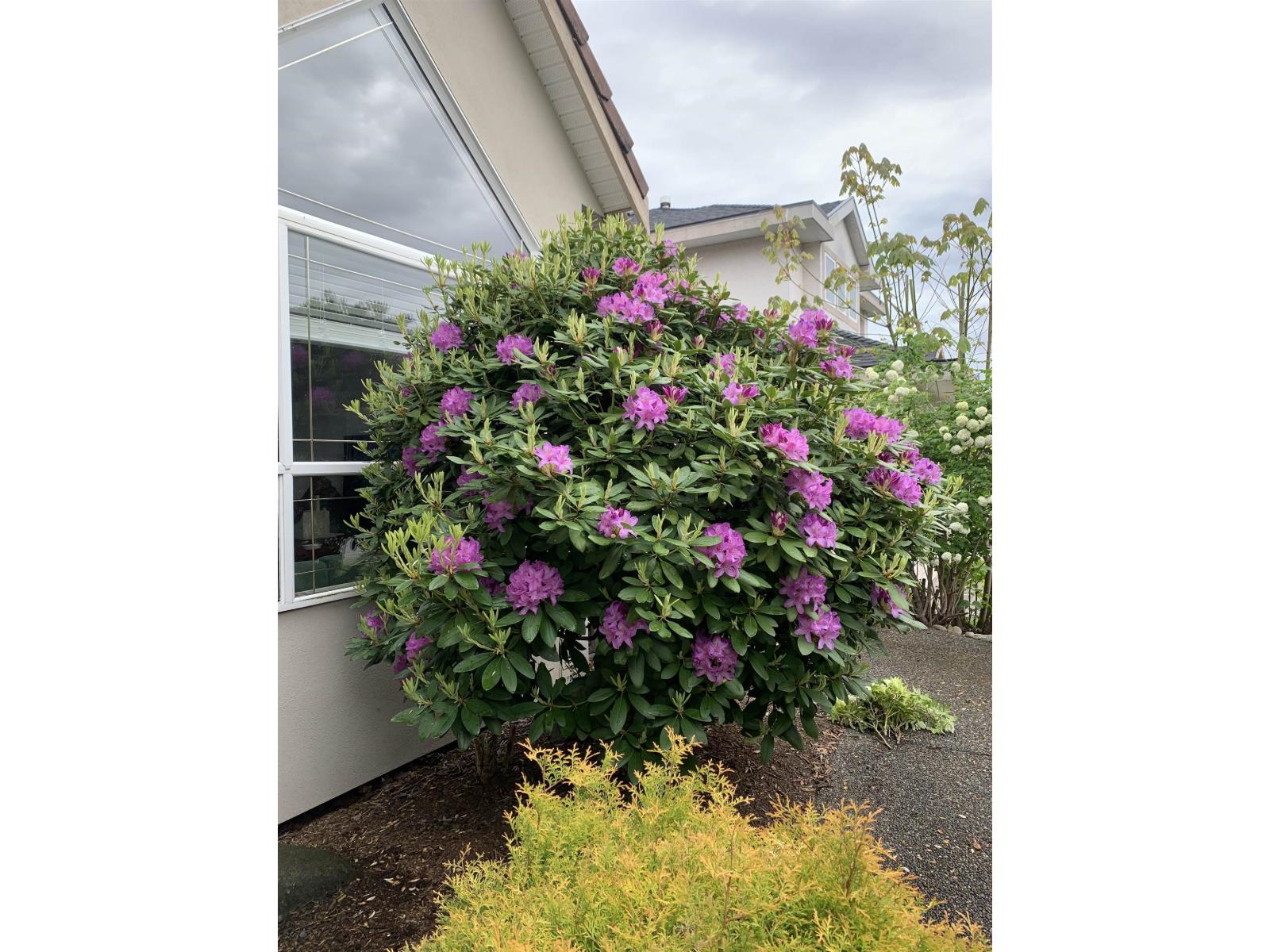 16995 104a Avenue, Surrey, British Columbia  V4N 3L9 - Photo 24 - R3111610