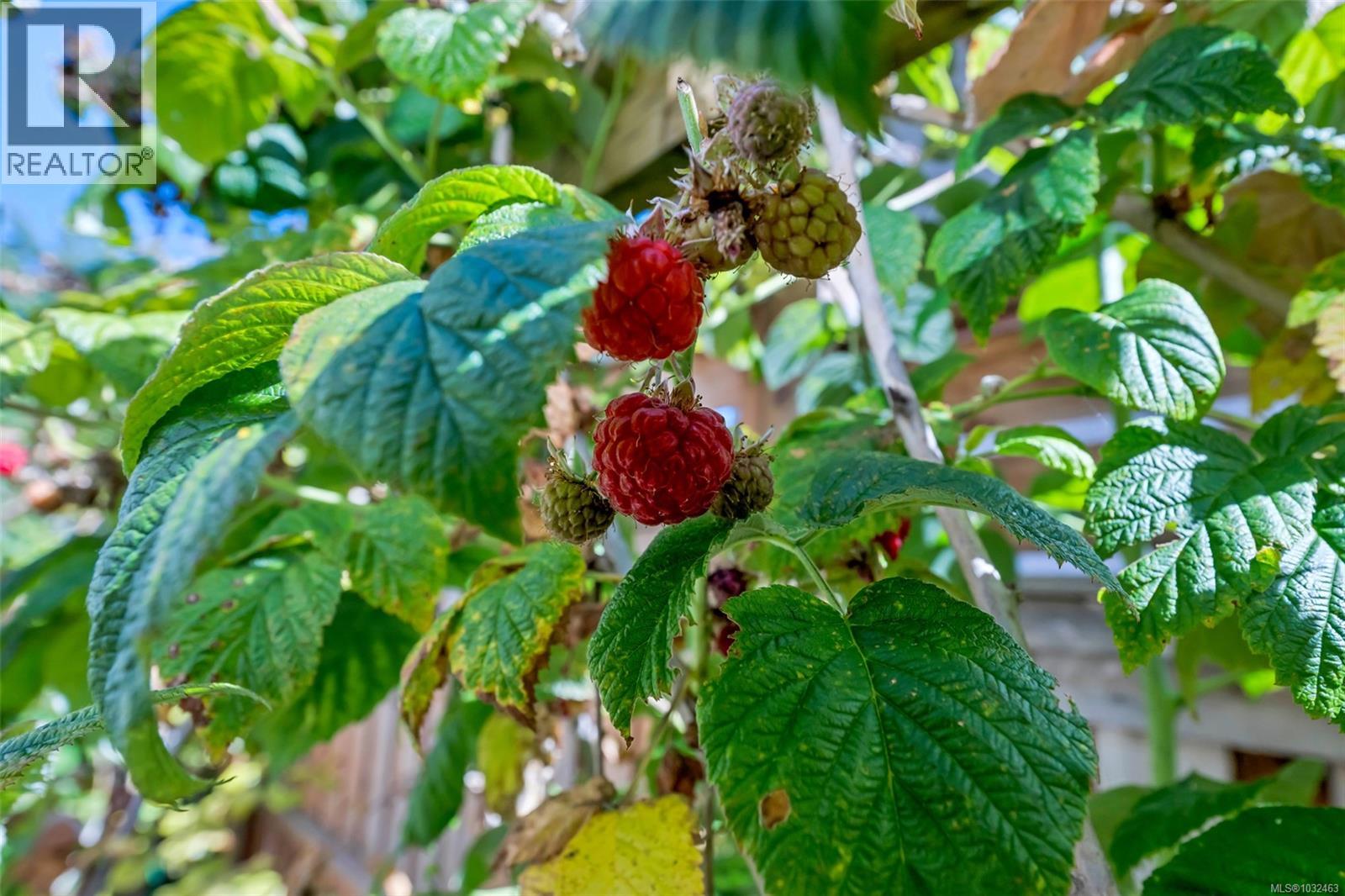 2624 Forbes St, Victoria, British Columbia  V8R 4C1 - Photo 63 - 1032463