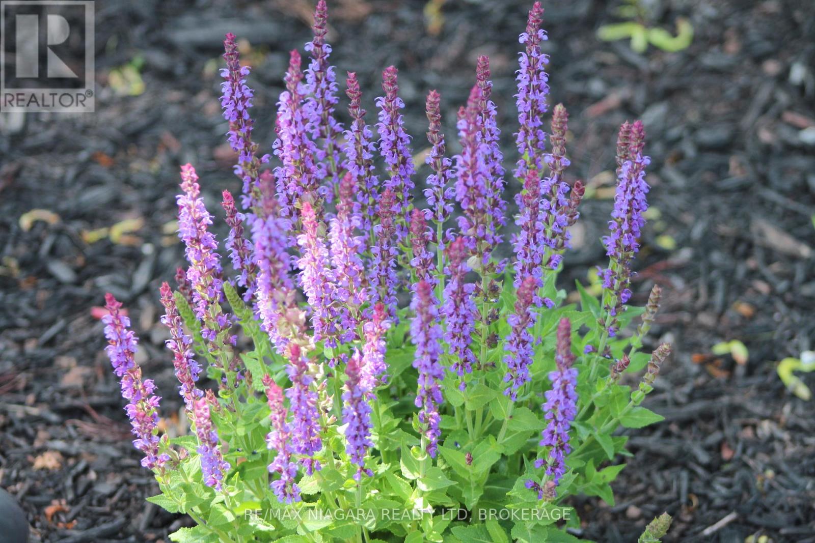 4445 Lincoln Avenue, Lincoln, Ontario  L0R 1B3 - Photo 37 - X12763948