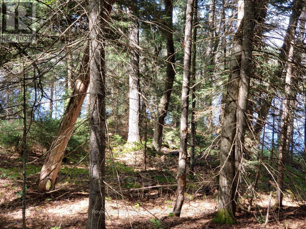 0 Unopened Road Allowance Road, Mckellar, Ontario  P2A 2W7 - Photo 6 - X13013044