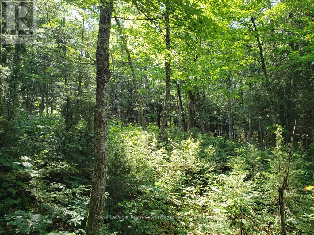 0 Unopened Road Allowance Road, Mckellar, Ontario  P2A 2W7 - Photo 7 - X13013044