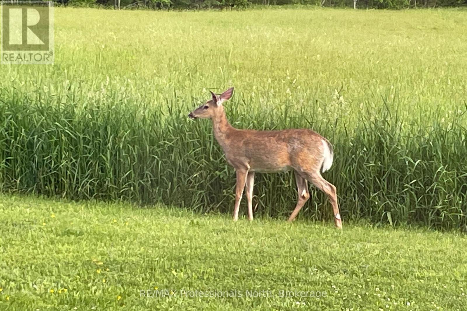 475 Hoodstown Road S, Huntsville, Ontario  P1H 2J2 - Photo 34 - X13013298