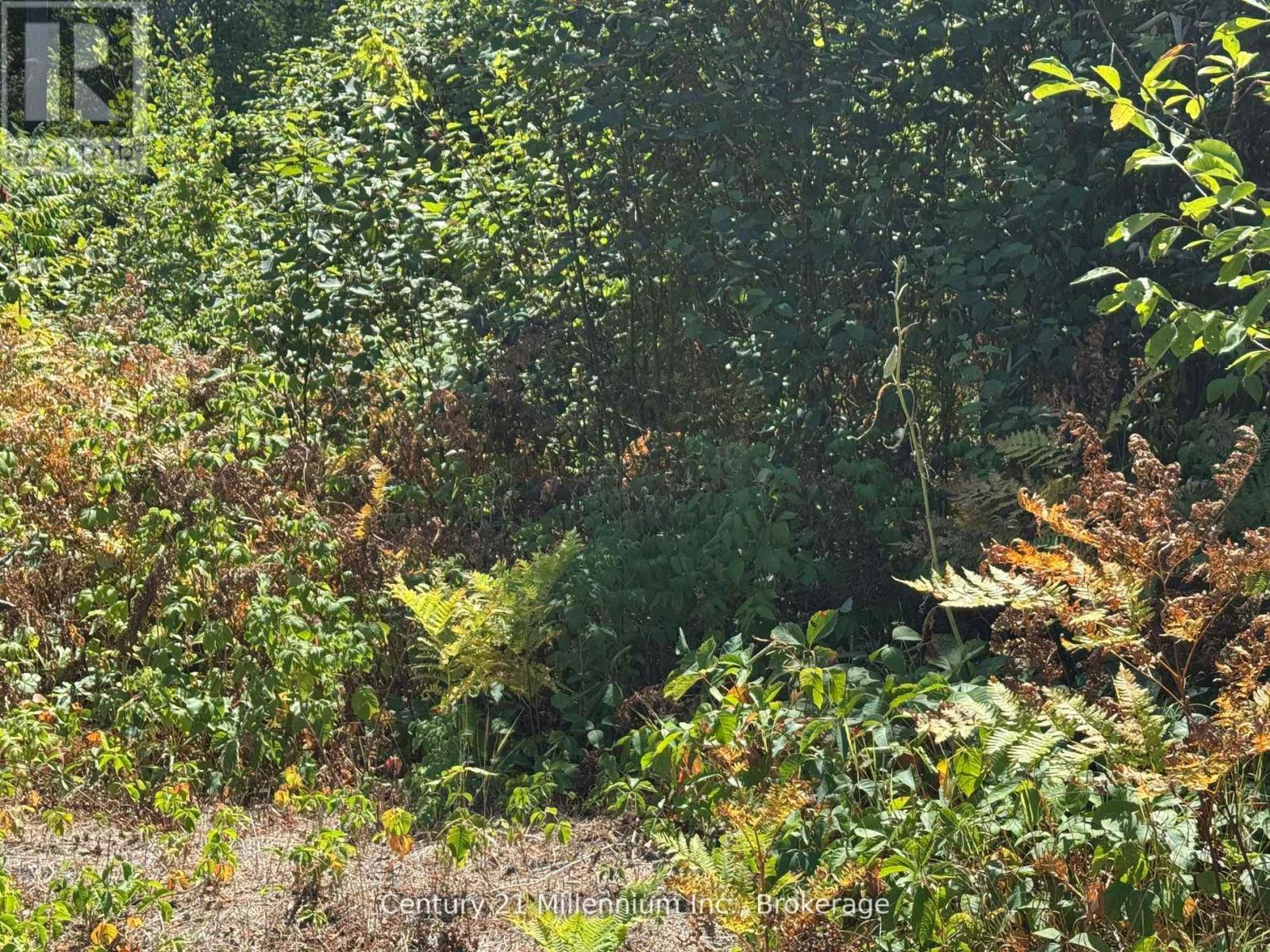 931 River Road E, Wasaga Beach, Ontario  L9Z 2P4 - Photo 3 - S13014498