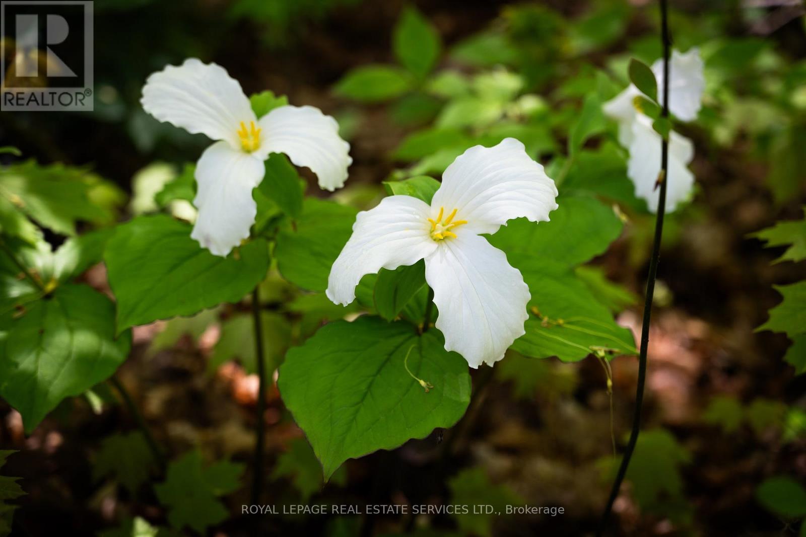 Pt Lot 13 Concession 7 Concession, Georgian Bluffs, Ontario  N4K 5N5 - Photo 28 - X13015144