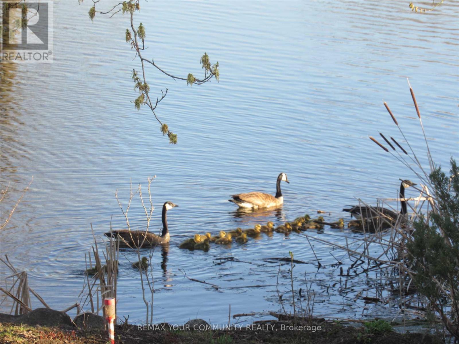 184 Riverbank Drive, Georgina, Ontario  L0E 1N0 - Photo 22 - N13016516