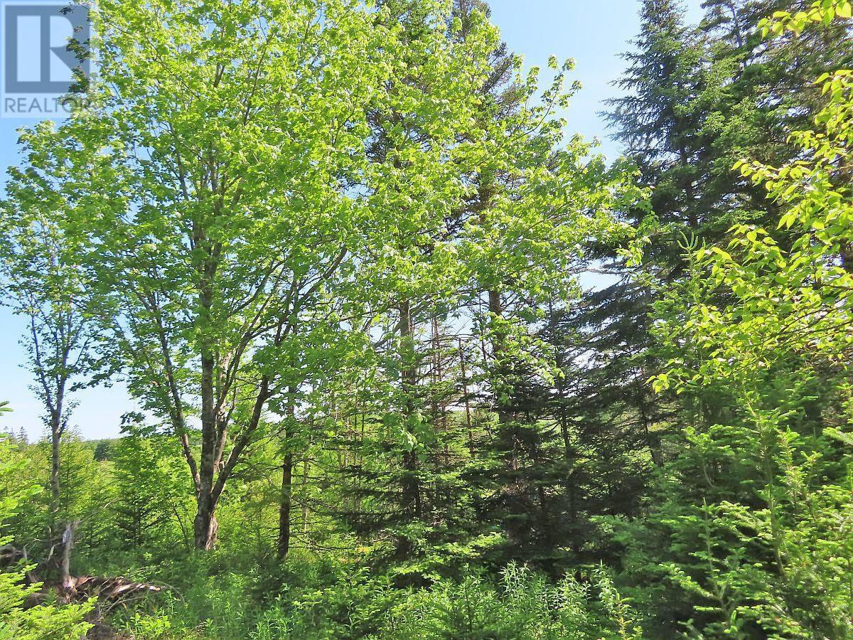 Lot 2 Old Trunk 4 Highway, Soldiers Cove, Nova Scotia  B0E 3B0 - Photo 4 - 202415357