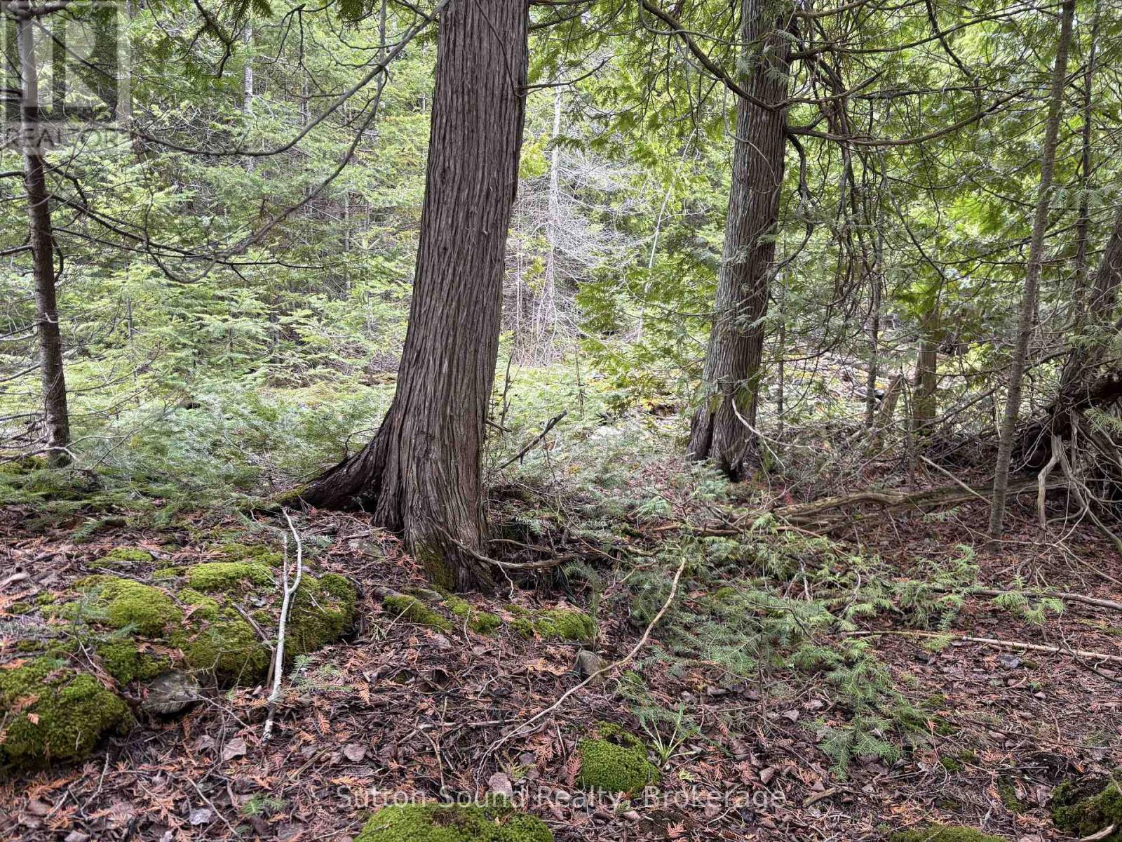 Pt Lt35 Con 3 Wbr Pt 77 Concession, Northern Bruce Peninsula, Ontario  N0H 1W0 - Photo 9 - X13019452