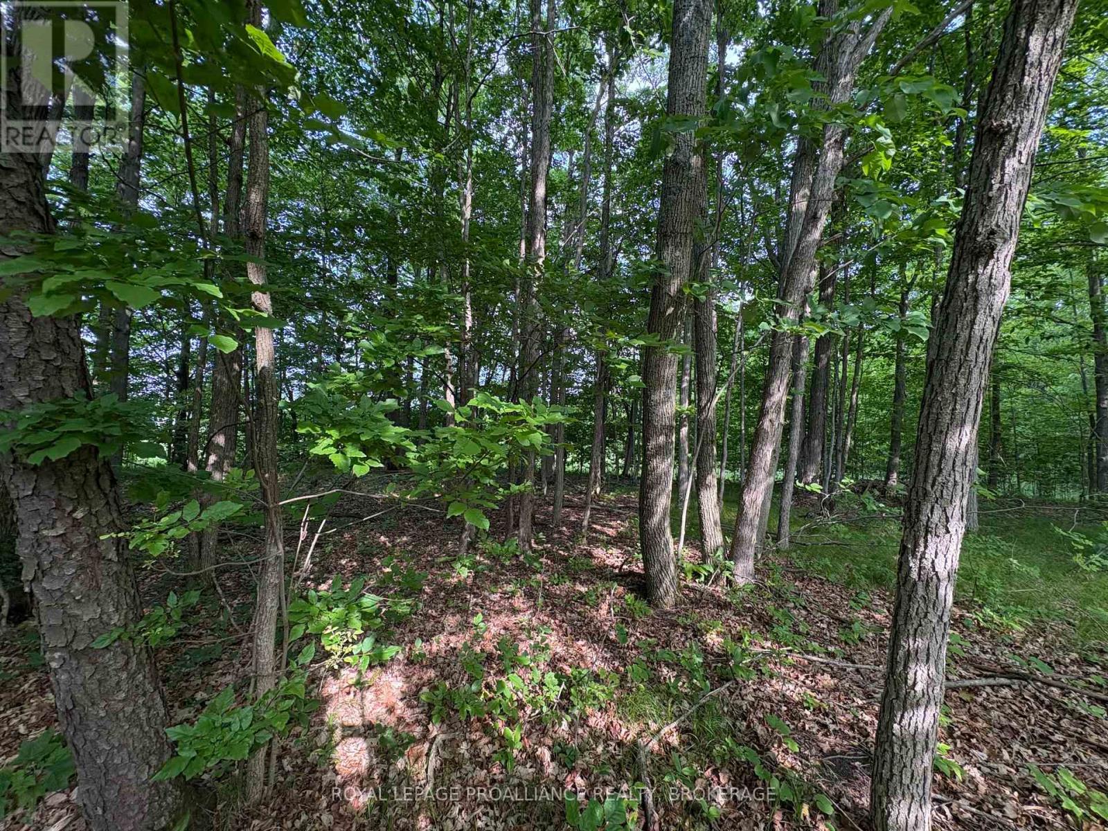 Lot 3 Jamieson Road, Frontenac, Ontario  K0H 1V0 - Photo 6 - X12787794