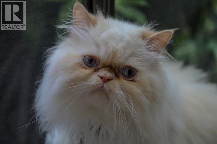 1147 Montroyal Boulevard, North Vancouver, British Columbia  V7R 2H8 - Photo 18 - R3112753